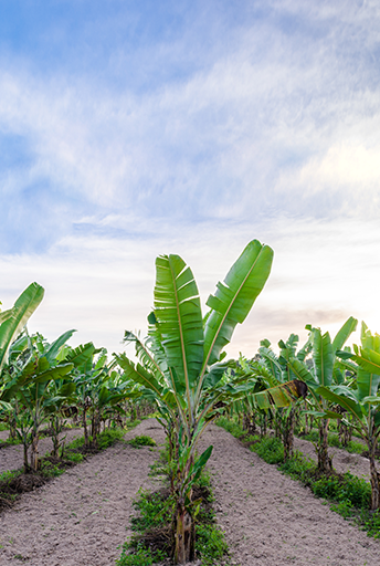 Protección de riego por goteo, plantaciones de banana, Israel