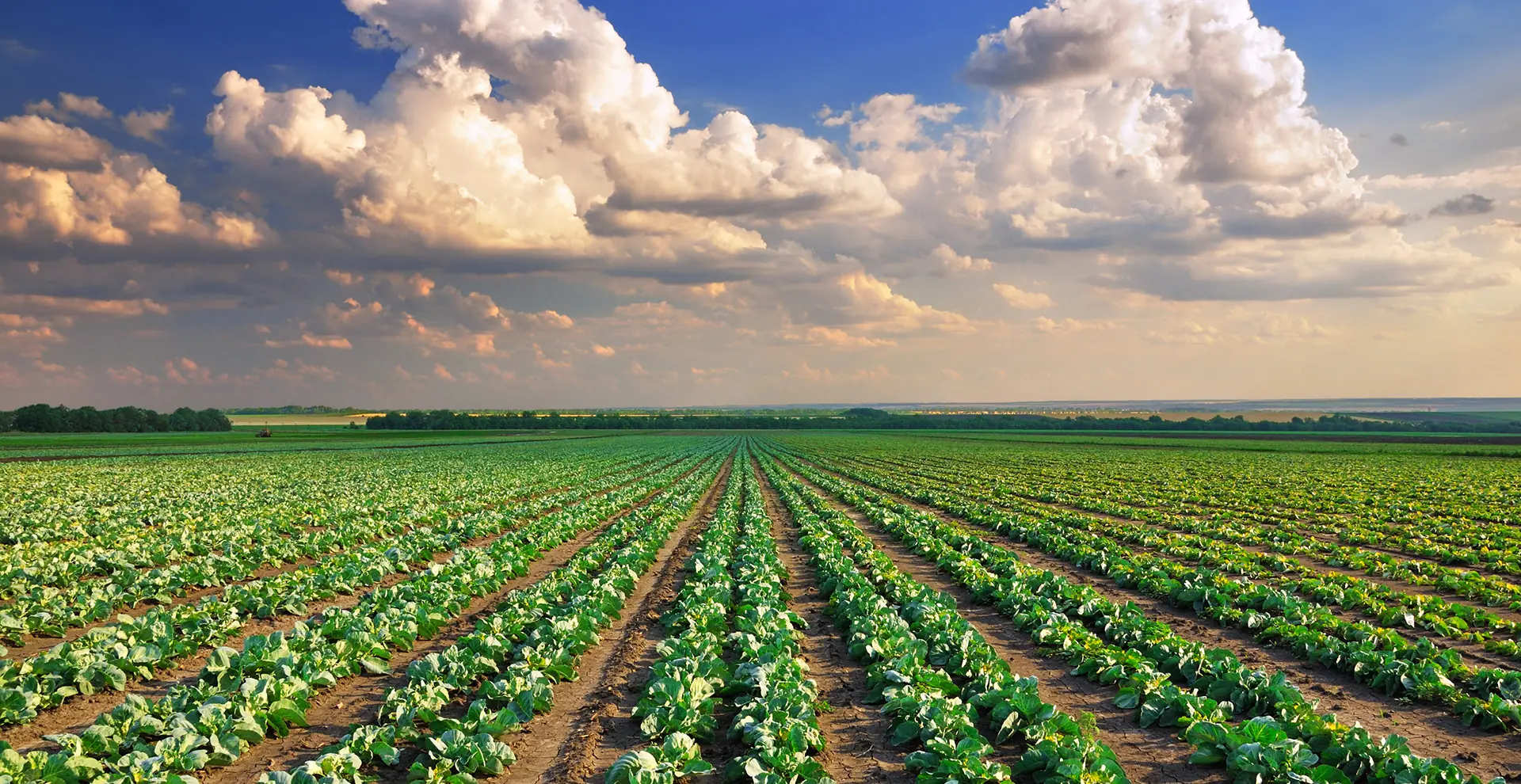 Sistemas de Riego Agrícola: Técnicas y Tecnologías
